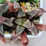 Haworthia Seedling Parthenon B x Picta Maug MS052 - 16
