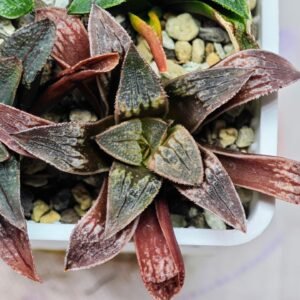 Haworthia Seedling Parthenon B x Picta Maug MS052 - 16