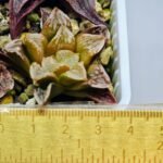 Haworthia Seedling Ukukhanya x Silvania MS045 - 8