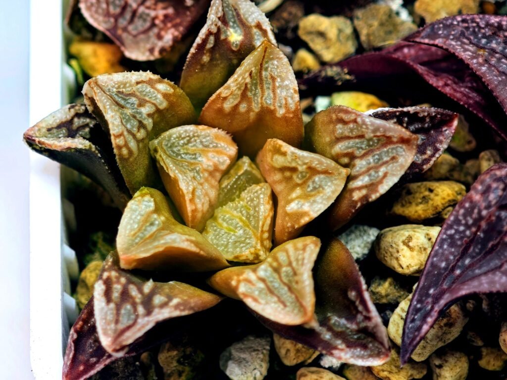 Haworthia Seedling Ukukhanya x Silvania MS045 - 11