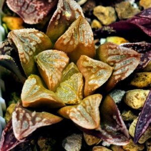 Haworthia Seedling Ukukhanya x Silvania MS045 - 11