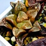 Haworthia Seedling Ukukhanya x Silvania MS045 - 12
