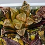 Haworthia Seedling Ukukhanya x Silvania MS045 - 13