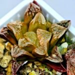 Haworthia Seedling Ukukhanya x Silvania MS045 - 14