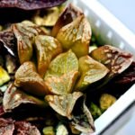 Haworthia Seedling Ukukhanya x Silvania MS045 - 16