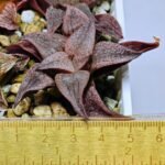 Haworthia Seedling Pink Lady Rain x Parthenon B MS046 - 6
