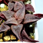 Haworthia Seedling Pink Lady Rain x Parthenon B MS046 - 7