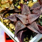 Haworthia Seedling Pink Lady Rain x Parthenon B MS046 - 8