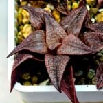 Haworthia Seedling Pink Lady Rain x Parthenon B MS046 - 9