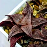 Haworthia Seedling Pink Lady Rain x Parthenon B MS046 - 10