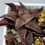 Haworthia Seedling Pink Lady Rain x Parthenon B MS046 - 11