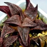 Haworthia Seedling Pink Lady Rain x Parthenon B MS046 - 12