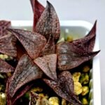 Haworthia Seedling Pink Lady Rain x Parthenon B MS046 - 13