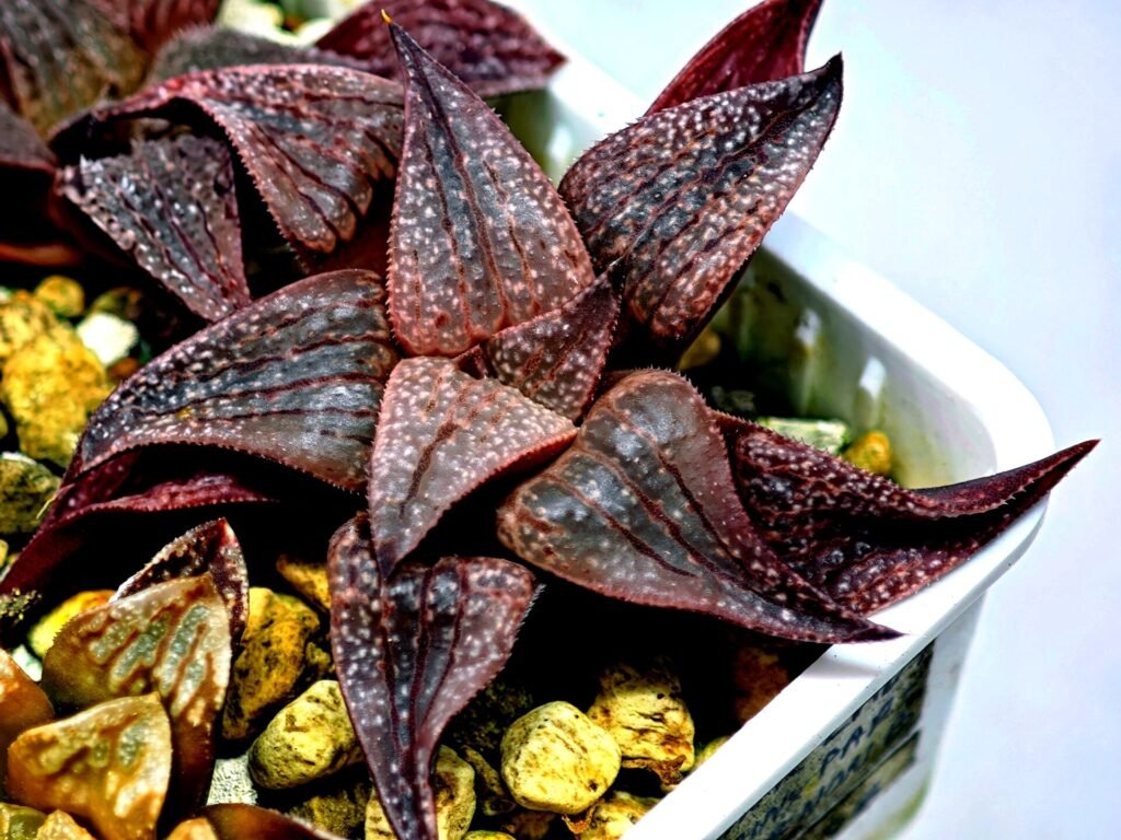 Haworthia Seedling Pink Lady Rain x Parthenon B MS046 - 14