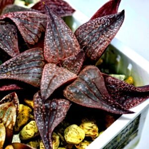 Haworthia Seedling Pink Lady Rain x Parthenon B MS046 - 14