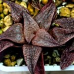 Haworthia Seedling Pink Lady Rain x Parthenon B MS046 - 15