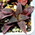 Haworthia Seedling Pink Lady Rain x Parthenon B MS047 - 8