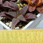 Haworthia Seedling Pink Lady Rain x Parthenon B MS047 - 9