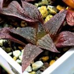 Haworthia Seedling Pink Lady Rain x Parthenon B MS047 - 10