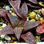 Haworthia Seedling Pink Lady Rain x Parthenon B MS047 - 11
