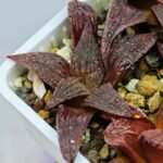 Haworthia Seedling Pink Lady Rain x Parthenon B MS047 - 12