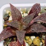 Haworthia Seedling Pink Lady Rain x Parthenon B MS047 - 13