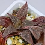 Haworthia Seedling Pink Lady Rain x Parthenon B MS047 - 14