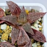 Haworthia Seedling Pink Lady Rain x Parthenon B MS047 - 15