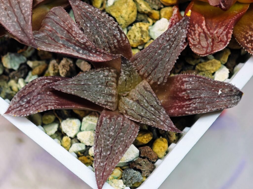 Haworthia Seedling Pink Lady Rain x Parthenon B MS047 - 16