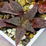 Haworthia Seedling Pink Lady Rain x Parthenon B MS047 - 16