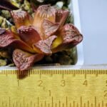 Haworthia Seedling Injabulo x Silvania MS048 - 14
