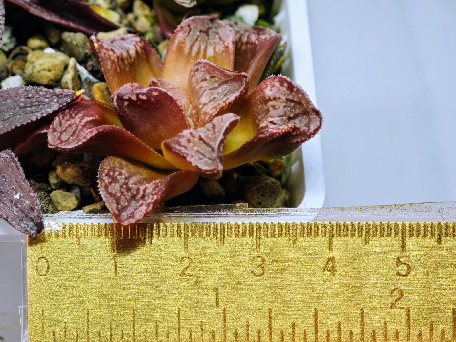 Haworthia Seedling Injabulo x Silvania MS048 - 14