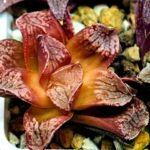 Haworthia Seedling Injabulo x Silvania MS048 - 7