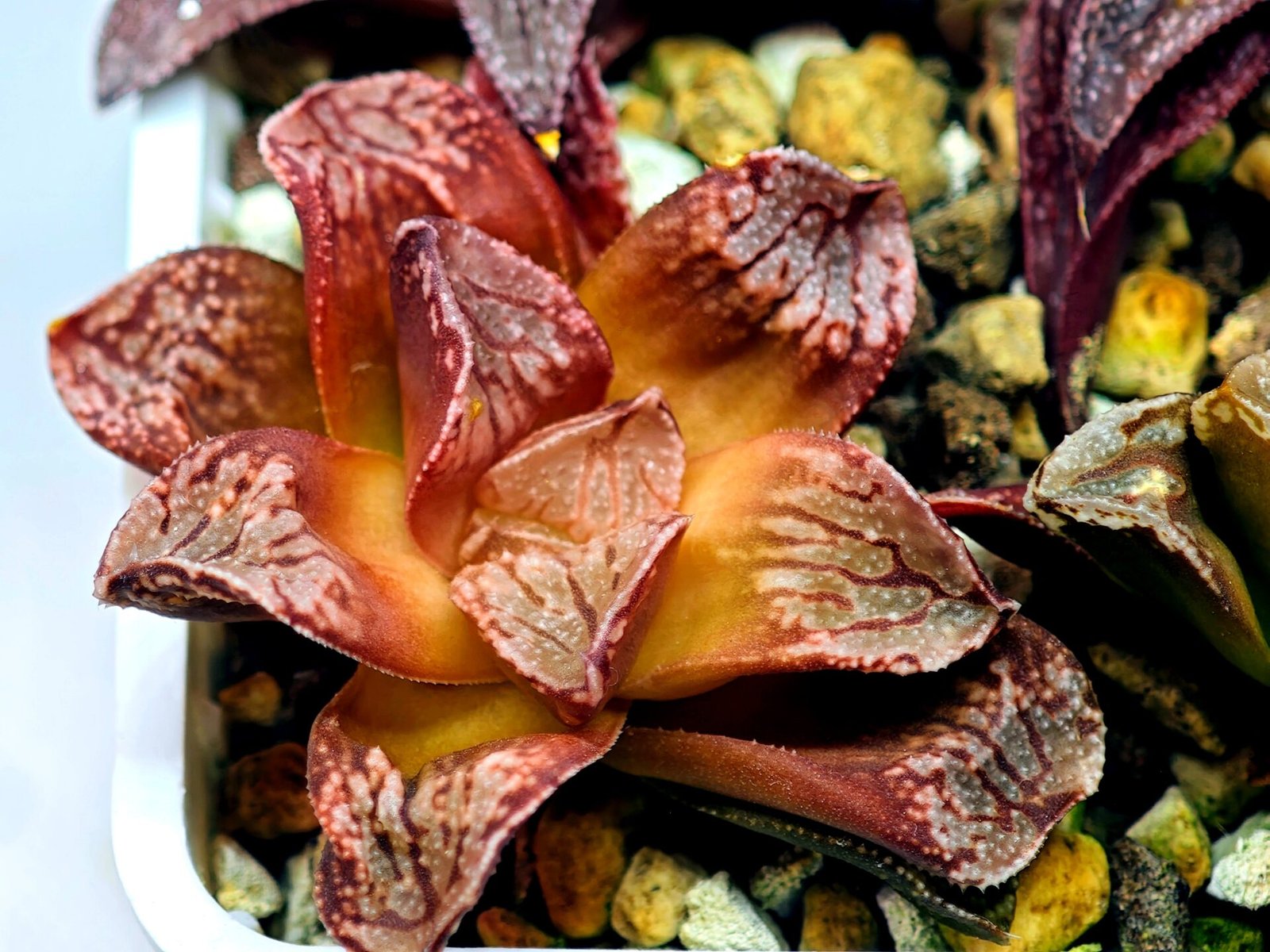 Haworthia Seedling Injabulo x Silvania MS048 - 7
