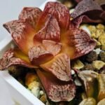 Haworthia Seedling Injabulo x Silvania MS048 - 8