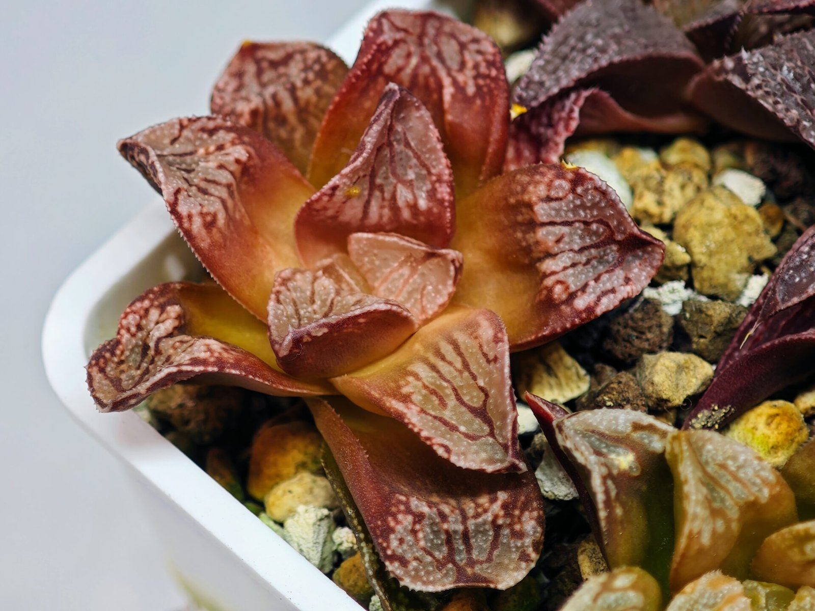 Haworthia Seedling Injabulo x Silvania MS048 - 8