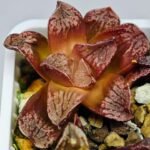 Haworthia Seedling Injabulo x Silvania MS048 - 9