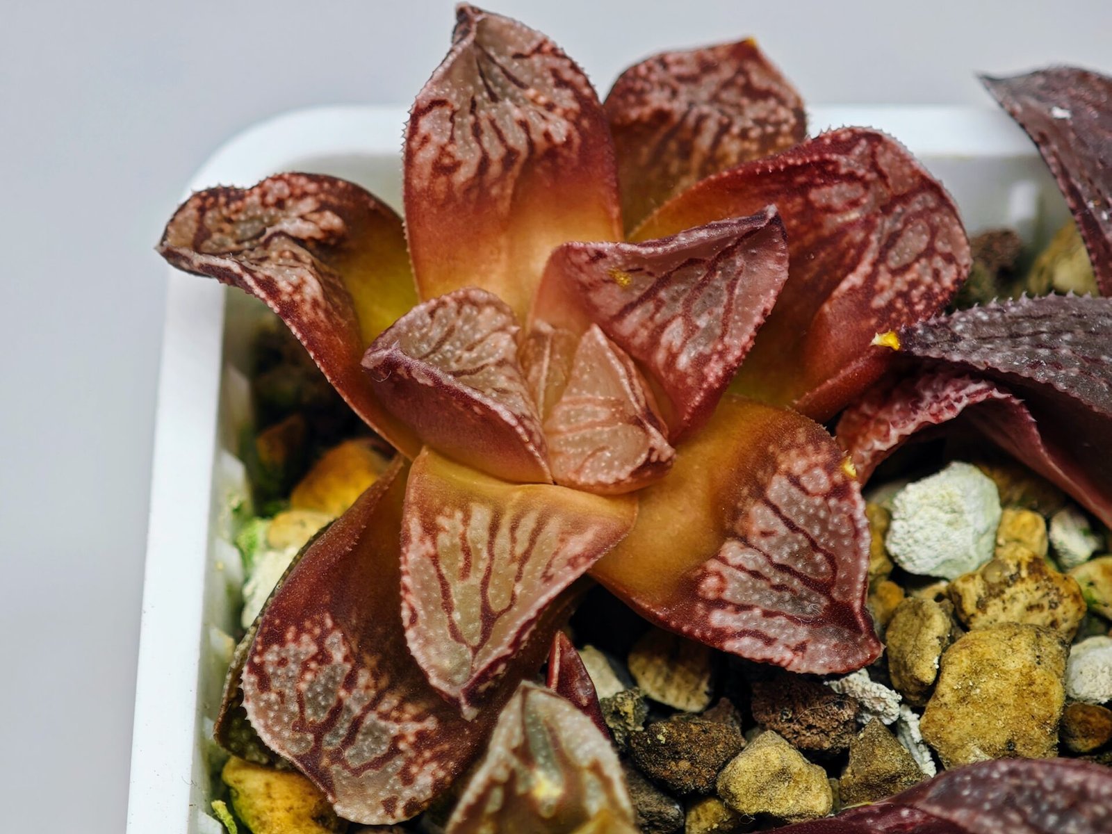 Haworthia Seedling Injabulo x Silvania MS048 - 9