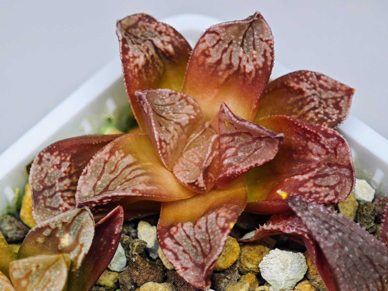 Haworthia Seedling Injabulo x Silvania MS048 - 10
