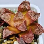 Haworthia Seedling Injabulo x Silvania MS048 - 11
