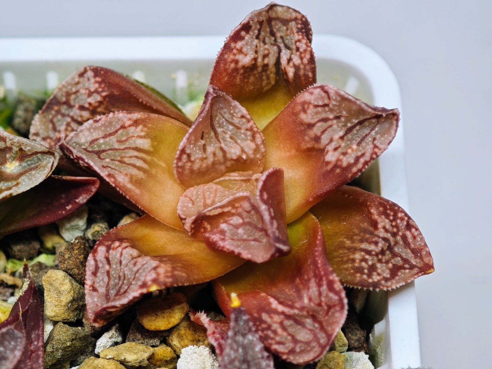 Haworthia Seedling Injabulo x Silvania MS048 - 11