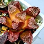 Haworthia Seedling Injabulo x Silvania MS048 - 12