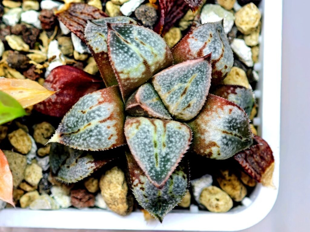 Haworthia Seedling Ukukhanya x Shironoshaka MS037 - 10