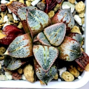 Haworthia Seedling Ukukhanya x Shironoshaka MS037 - 10