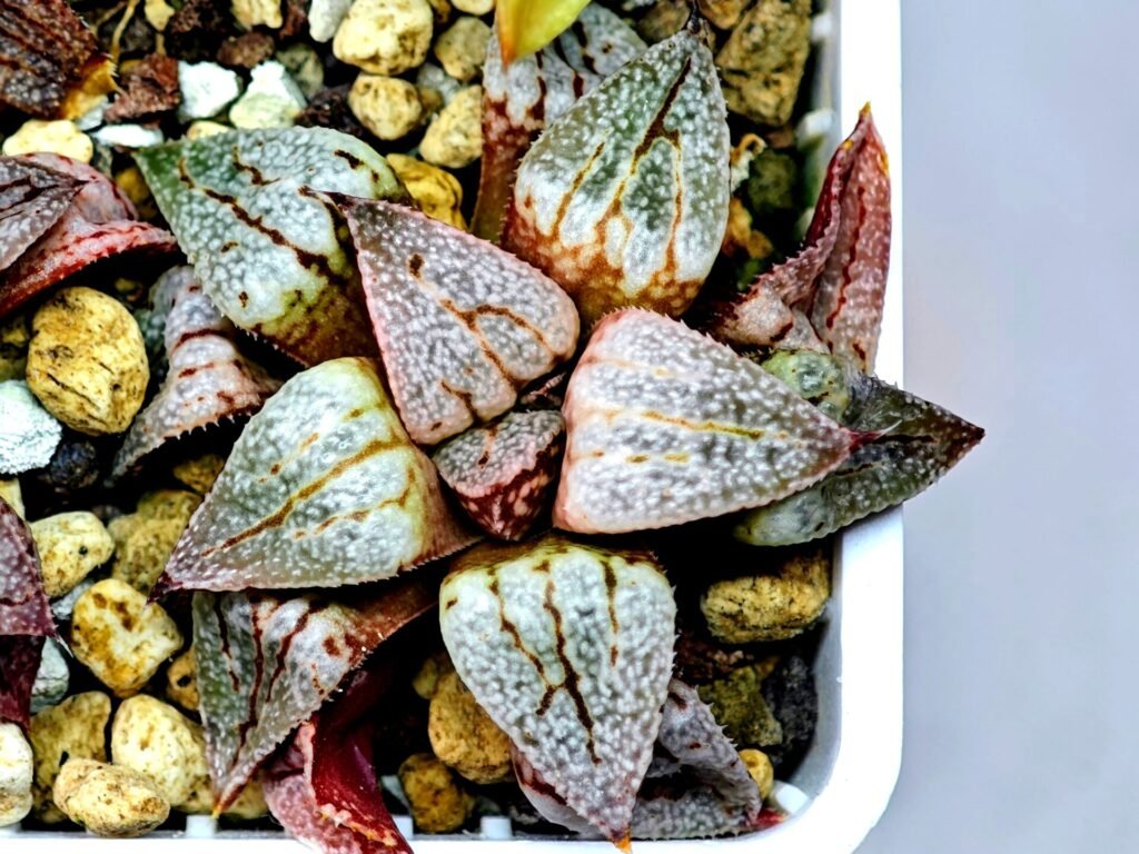 Haworthia Seedling Ukukhanya x Shironoshaka MS039 - 10