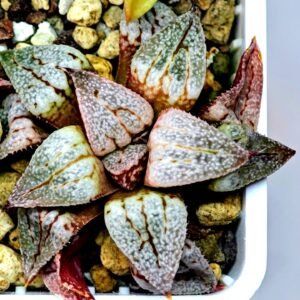 Haworthia Seedling Ukukhanya x Shironoshaka MS039 - 10