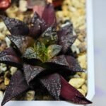 Haworthia Seedling Kotohime Wolf x Hanasakigani MS035 - 1