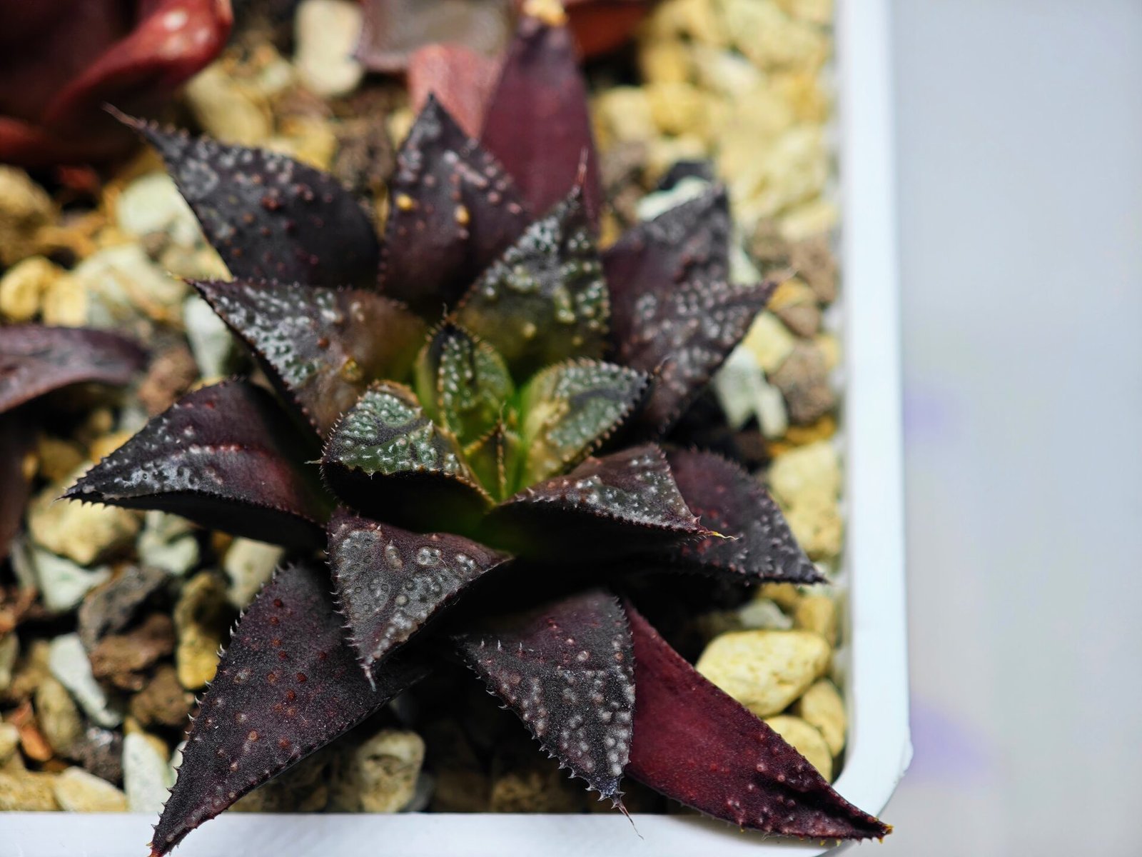 Haworthia Seedling Kotohime Wolf x Hanasakigani MS035 - 1