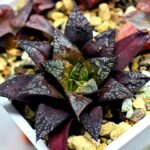 Haworthia Seedling Kotohime Wolf x Hanasakigani MS035 - 2