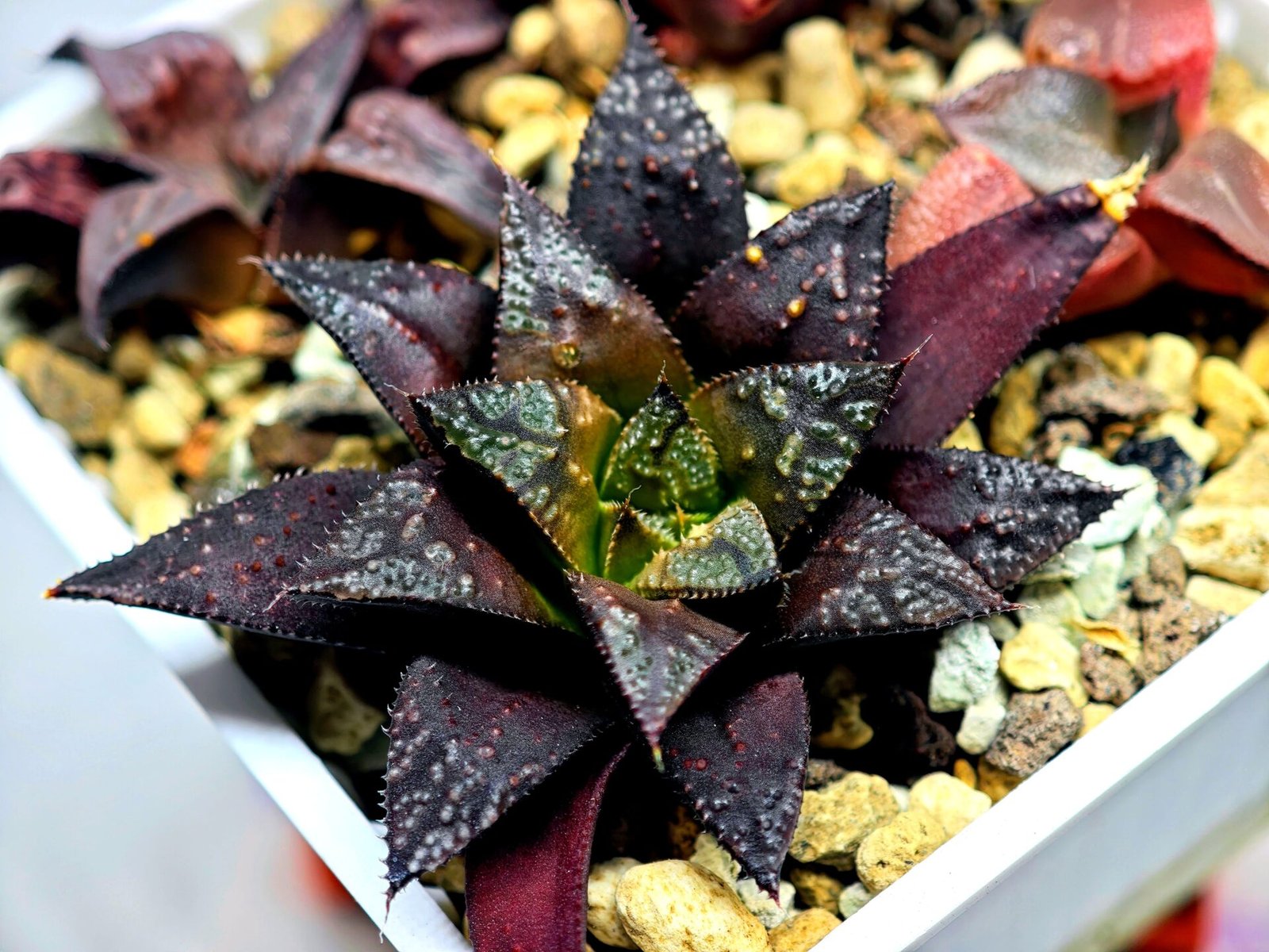 Haworthia Seedling Kotohime Wolf x Hanasakigani MS035 - 2